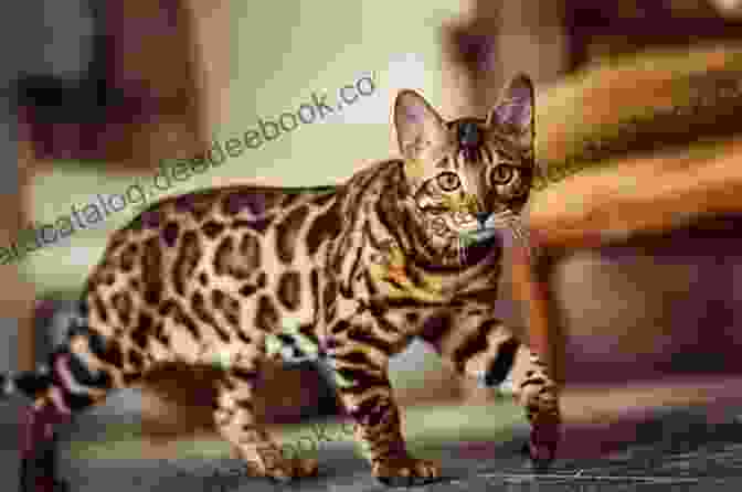 A Beautiful Bengal Cat With Striking Markings Bengal Cats Guide To Owning A Happy Bengal Cat Bengal Cat Owners Manual