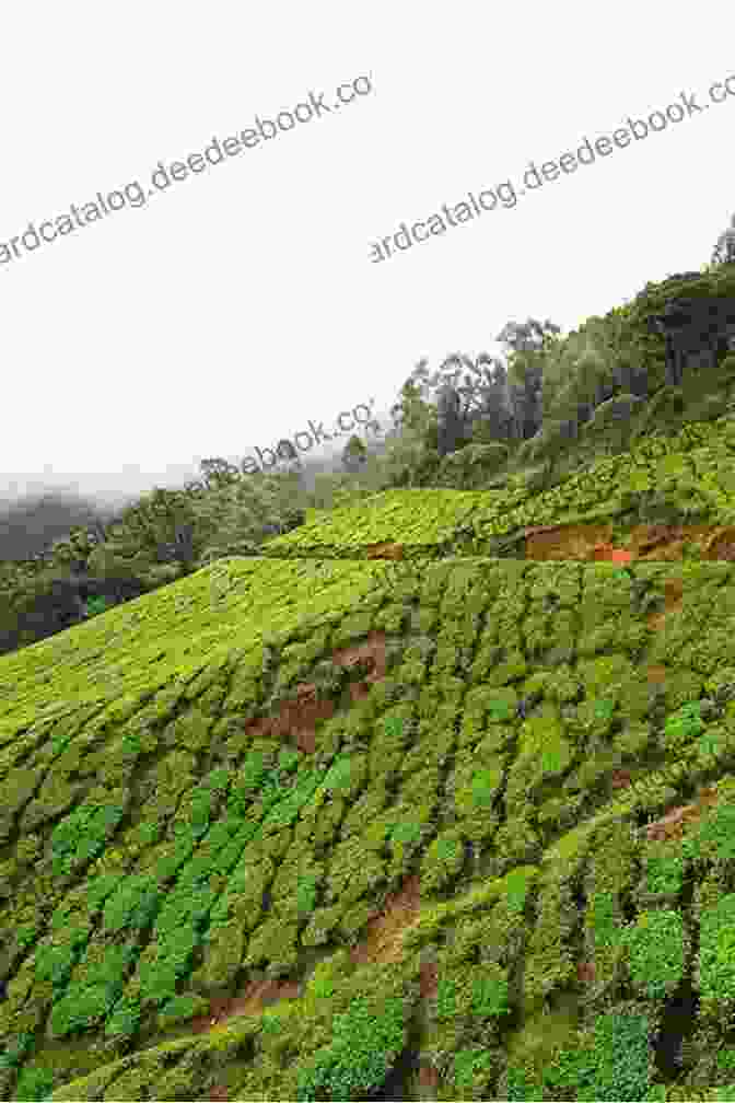 A Breathtaking View Of Assam's Verdant Tea Plantations Rolling Over The Hills Jajabor: Wanderlust Assam Leonardo Poggi