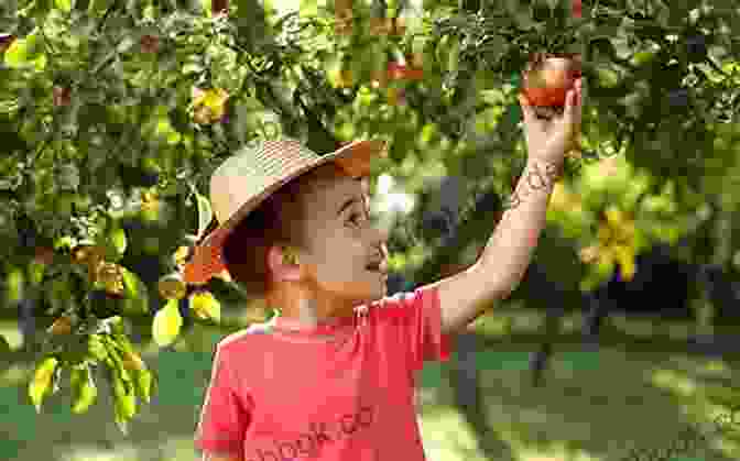 A Child Picking Apples From A Tree Seasons On The Farm: Fall