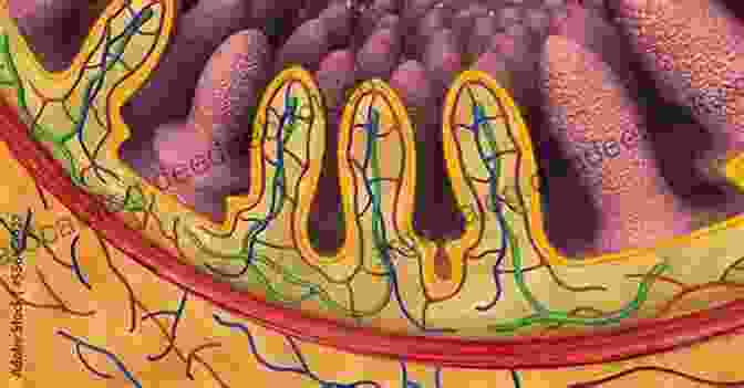 A Colorful Depiction Of The Small Intestine, Showcasing Its Coiled Loops And The Tiny, Finger Like Projections Called Villi Lining Its Walls. Ralphie And Rosie Are Swallowed Alive : A Gastrointestinal Anatomy Storybook
