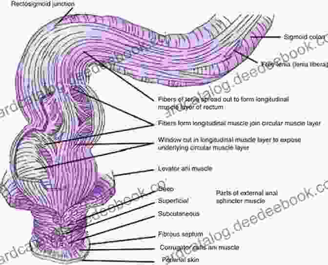 A Cross Sectional View Of The Rectum And Anus, Highlighting The Muscular Walls And Sphincter Muscles. Ralphie And Rosie Are Swallowed Alive : A Gastrointestinal Anatomy Storybook