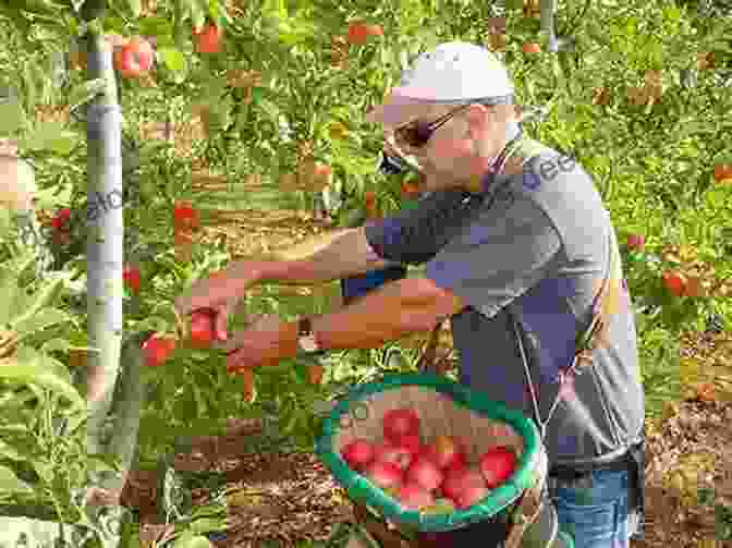 A Farmer Harvesting Apples Seasons On The Farm: Fall