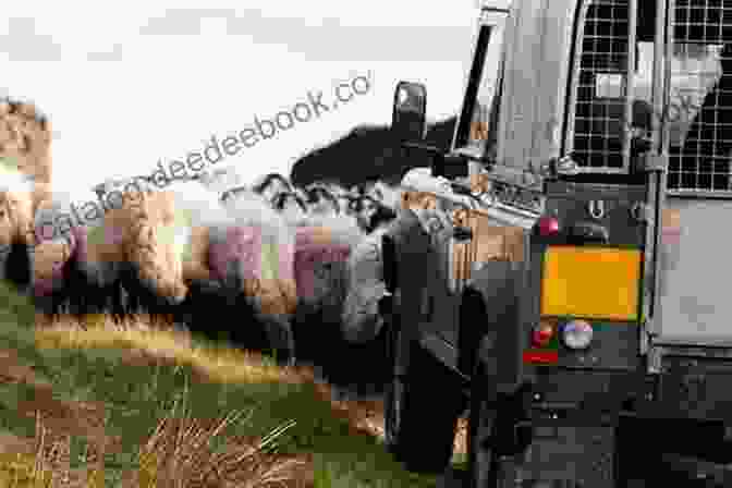 A Group Of Sheep Grazing In The Back Of A Jeep, With The Jeep Parked In A Field. Sheep Out To Eat (Sheep In A Jeep)