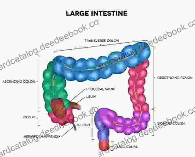 A Simplified Diagram Of The Large Intestine, Highlighting Its Segmentation And The Presence Of The Appendix. Ralphie And Rosie Are Swallowed Alive : A Gastrointestinal Anatomy Storybook