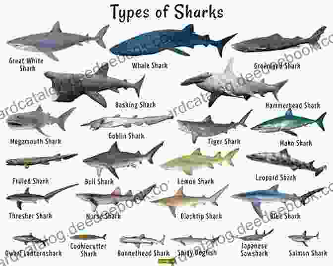 A Variety Of Shark Species, Including A Lantern Shark, A Whale Shark, And A Hammerhead Shark Shark In 5 Words: Wildlife Series: 2024