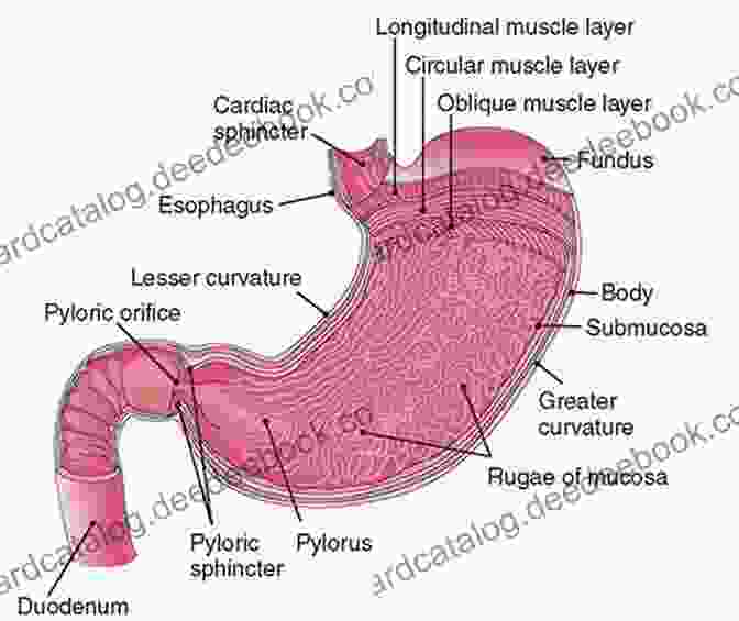 An Intricate Illustration Of The Human Stomach, Featuring Its Muscular Walls, Gastric Pits, And The Opening To The Small Intestine. Ralphie And Rosie Are Swallowed Alive : A Gastrointestinal Anatomy Storybook