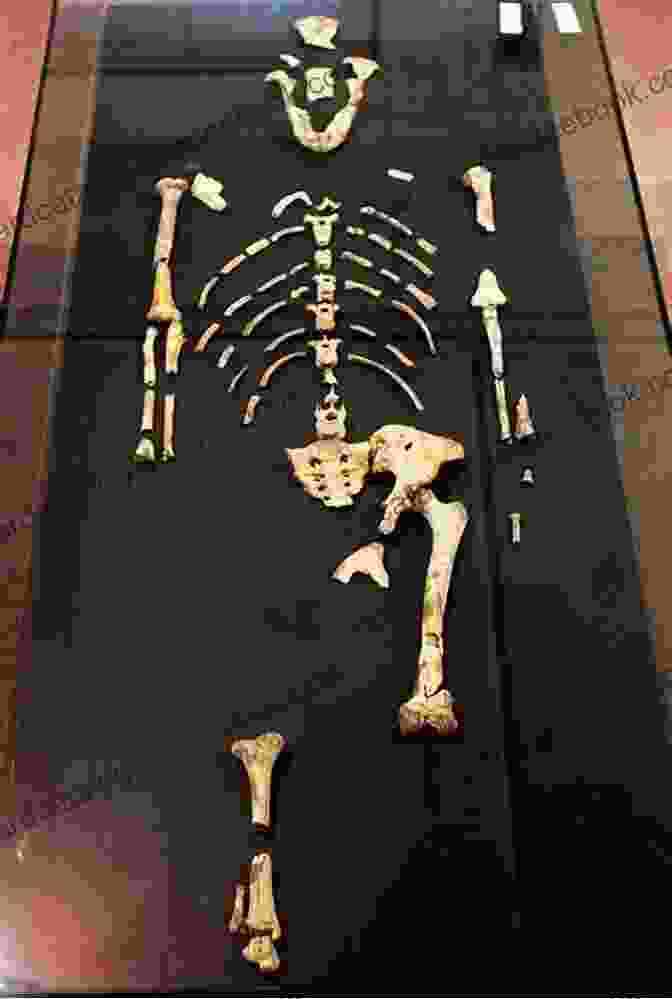 Detailed Image Of Lucy's Fossilized Skeleton, Discovered In Ethiopia In 1974 Lucy Andy Neanderthal: The Stone Cold Age (Lucy And Andy Neanderthal 2)