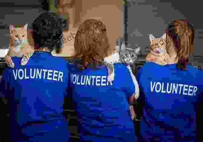 Image Of Volunteers Working At An Animal Shelter Sheltered Times: Stories And Thoughts On Volunteering At Animal Shelters