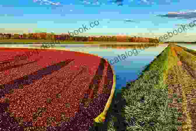 The Vibrant Wisconsin Cranberry Highway Showcasing Vast Cranberry Marshes And Harvest Festivals. 10 ROUND TRIP ROAD TRIPS WISCONSIN