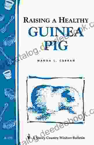 Raising A Healthy Guinea Pig: Storey S Country Wisdom Bulletin A 173 (Storey Country Wisdom Bulletin)